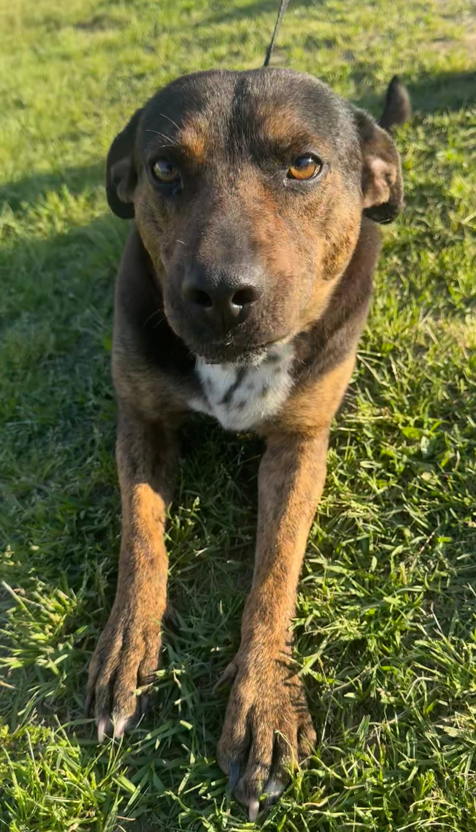 Debbie - Hound