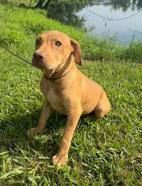 Dexie - Labrador Retriever