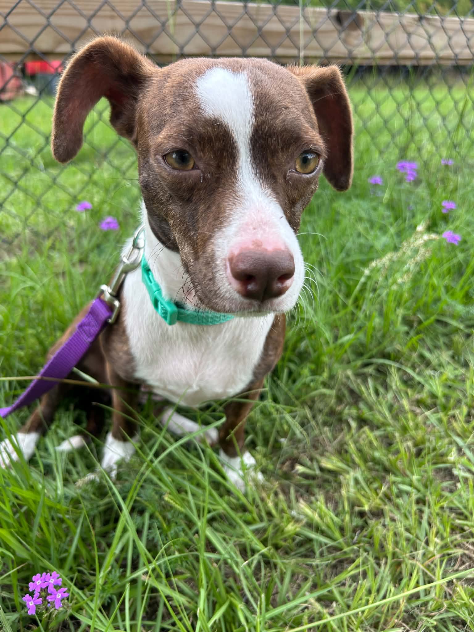 Vera - Chihuahua