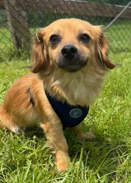 Jelly - Chihuahua