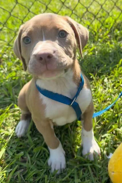 Lainey - Bulldog