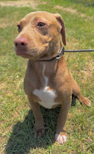Amber - Labrador Retriever
