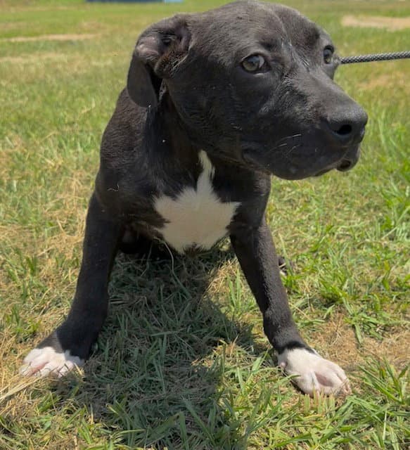 Aggy - Labrador Retriever