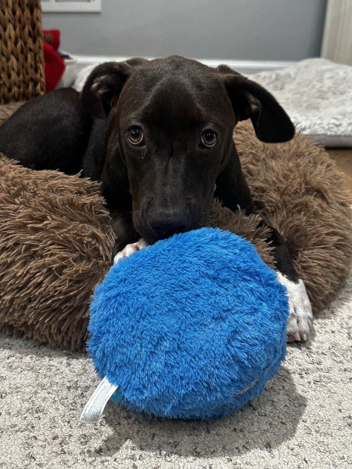 Aggy - Labrador Retriever