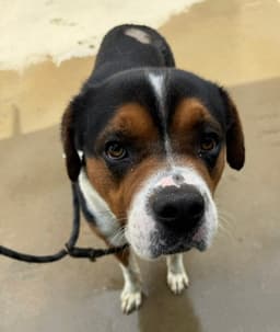 Brody image 3