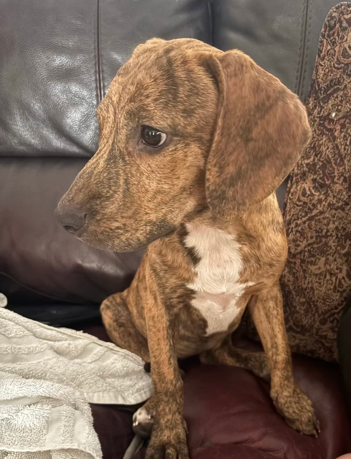 Julie - Hound
