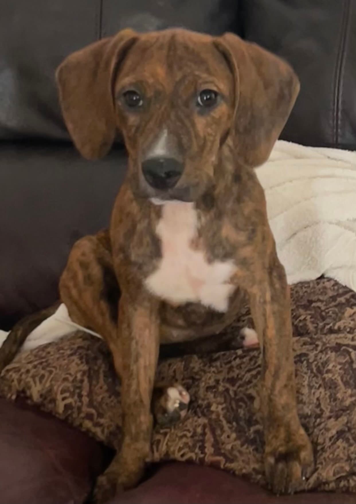 Jamie - Hound