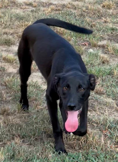 Molly - Black Labrador Retriever