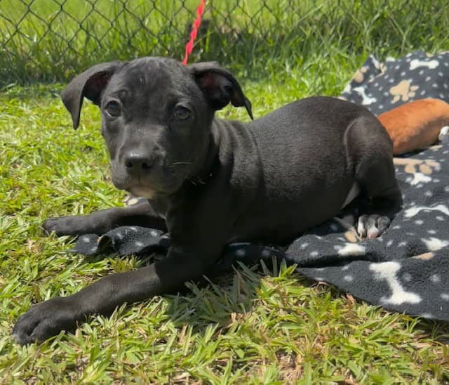 Crispin - Labrador Retriever