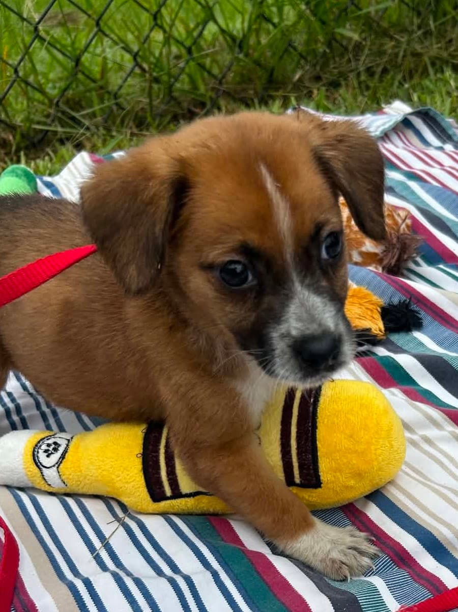 Londyn - Labrador Retriever