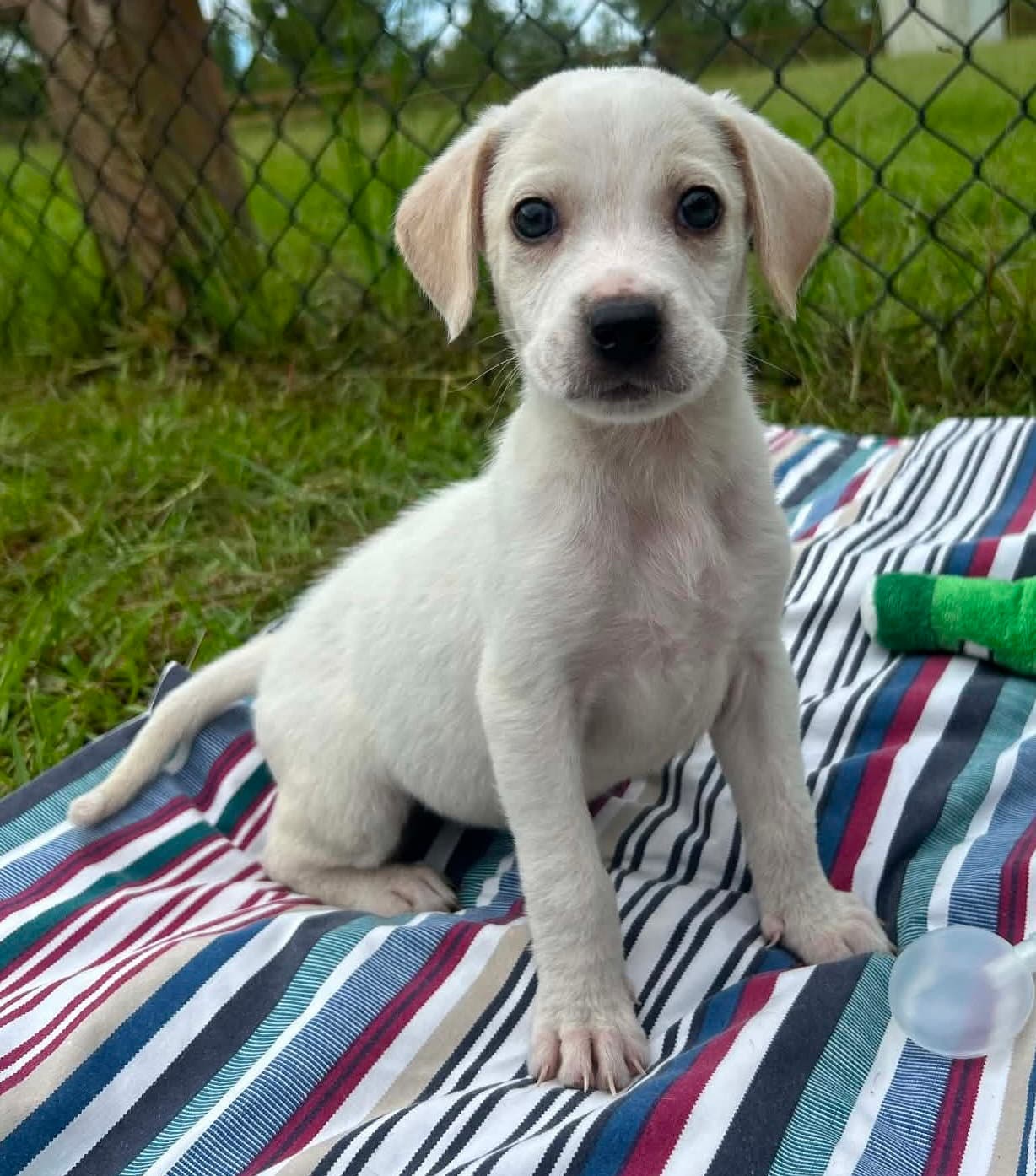 Lilith - Labrador Retriever
