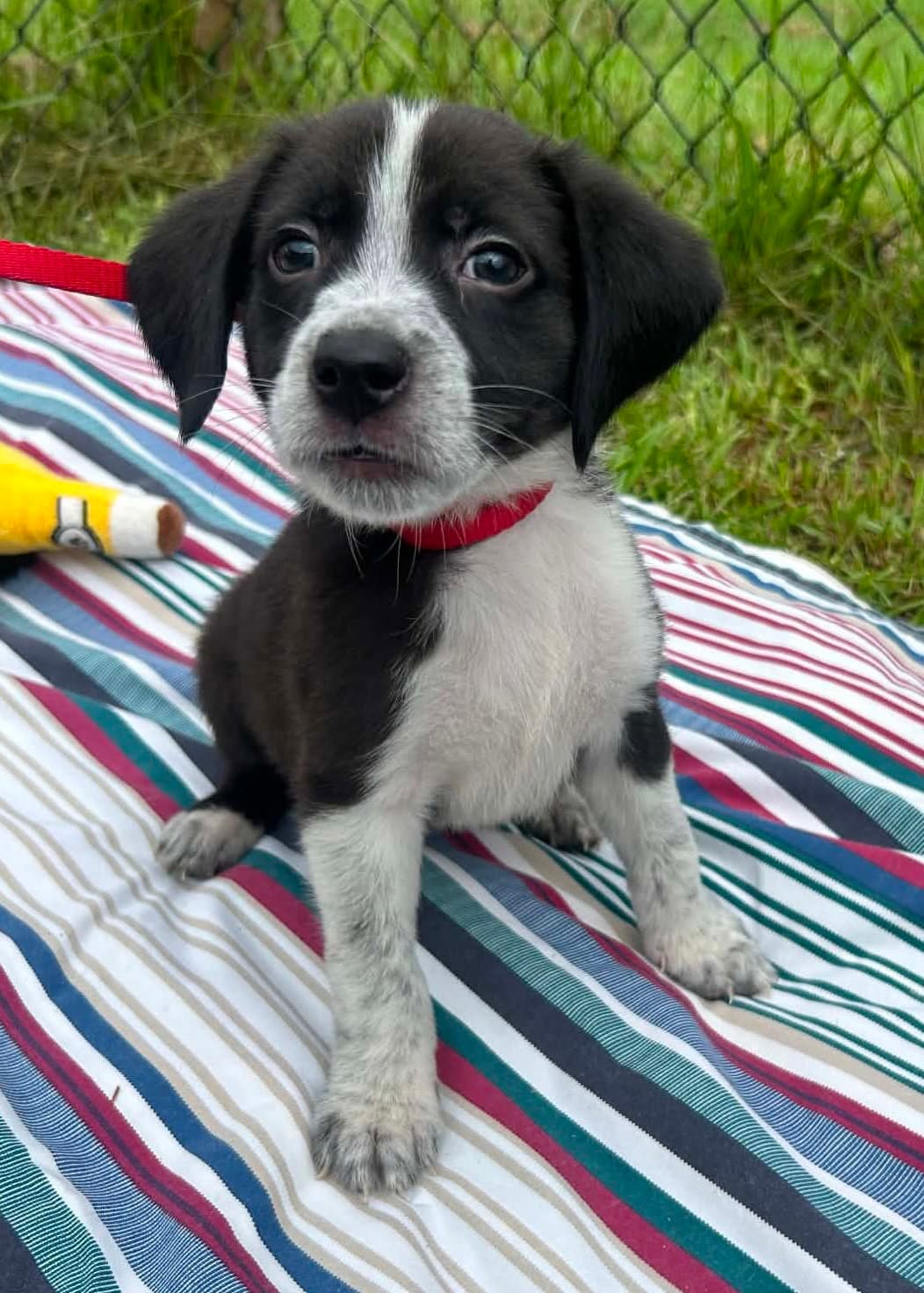 Lennox - Labrador Retriever