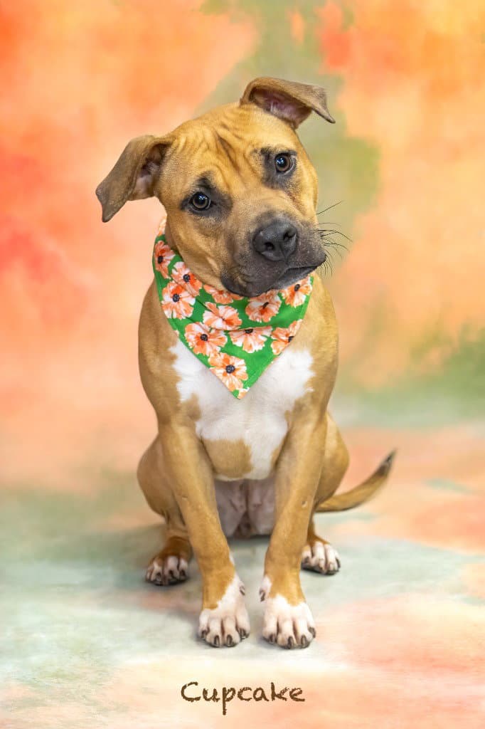 Cupcake - Staffordshire Bull Terrier