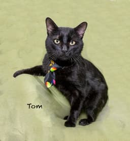 Tom image 1