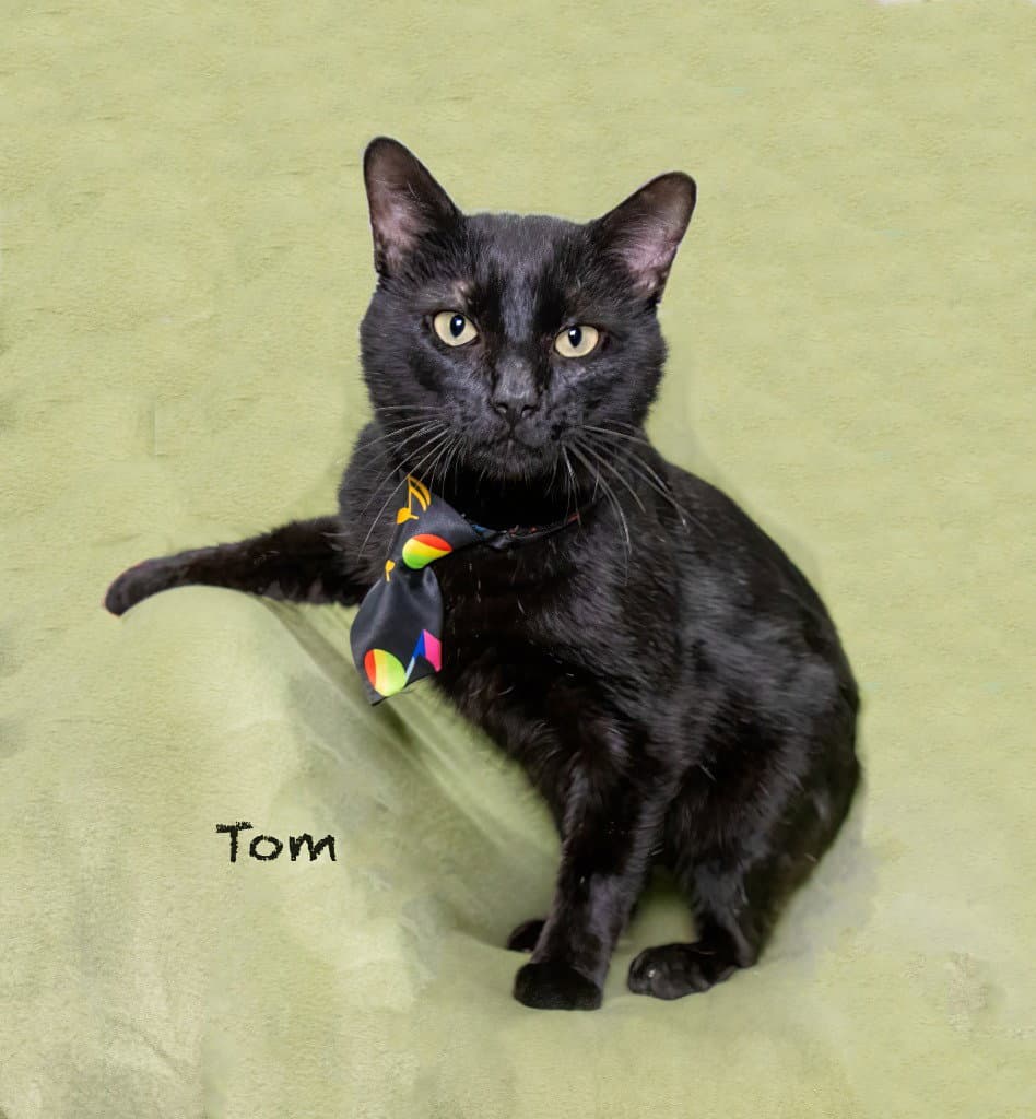 Tom - Domestic Short Hair