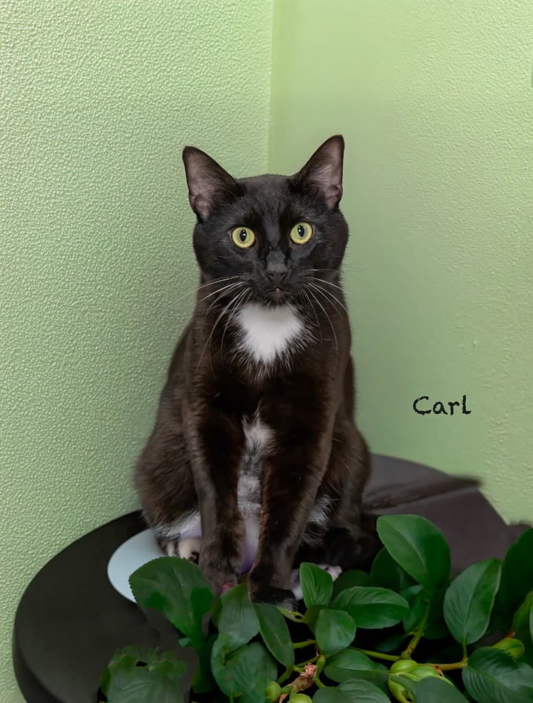 Carl - Domestic Short Hair