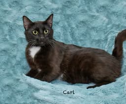 Carl image 2
