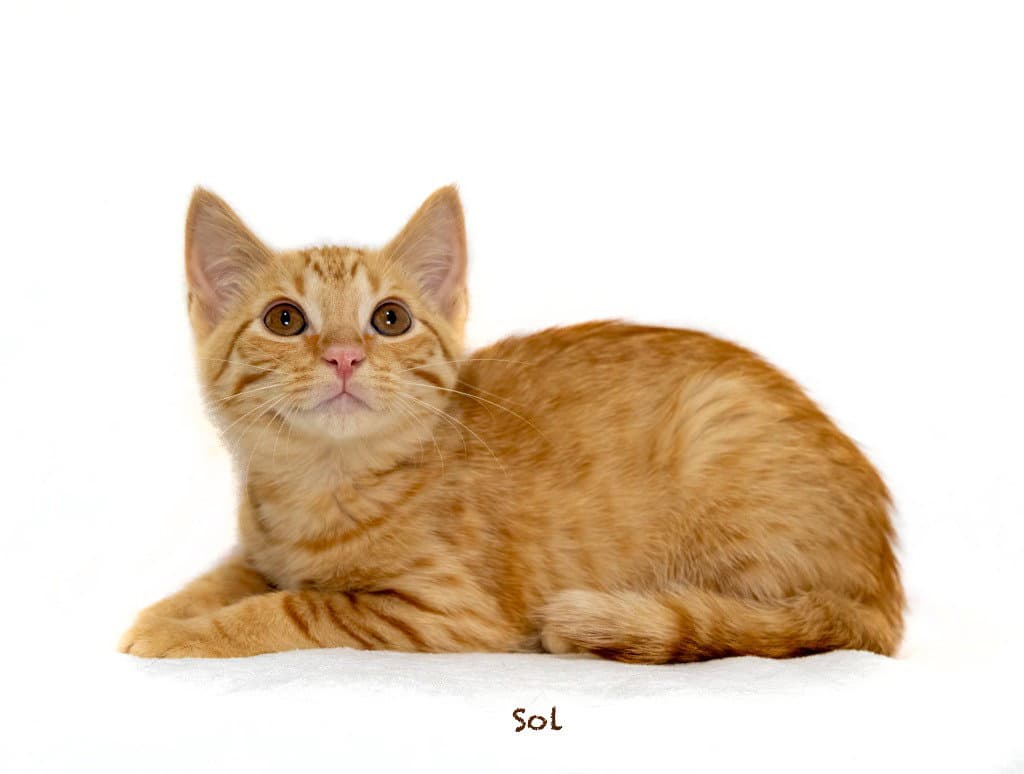 Sol - Domestic Short Hair