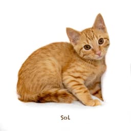 Sol image 2