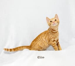 Elio image 2