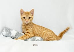 Elio image 3