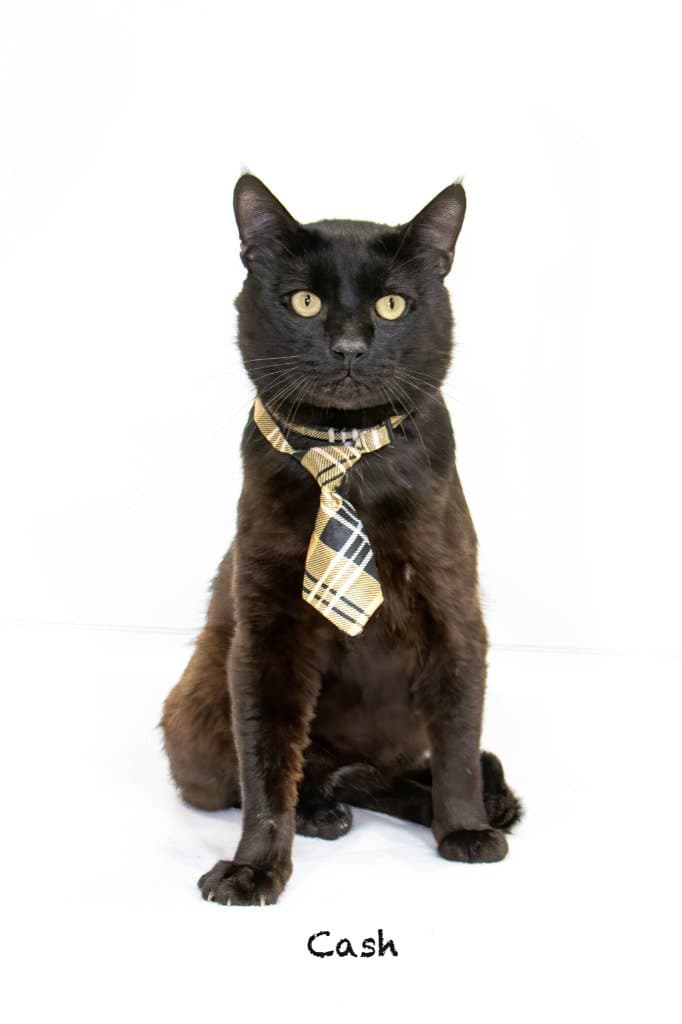 Cash - Domestic Short Hair