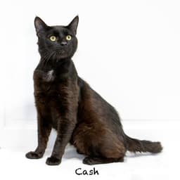 Cash image 2