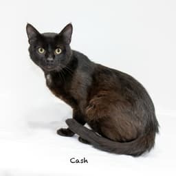 Cash image 3