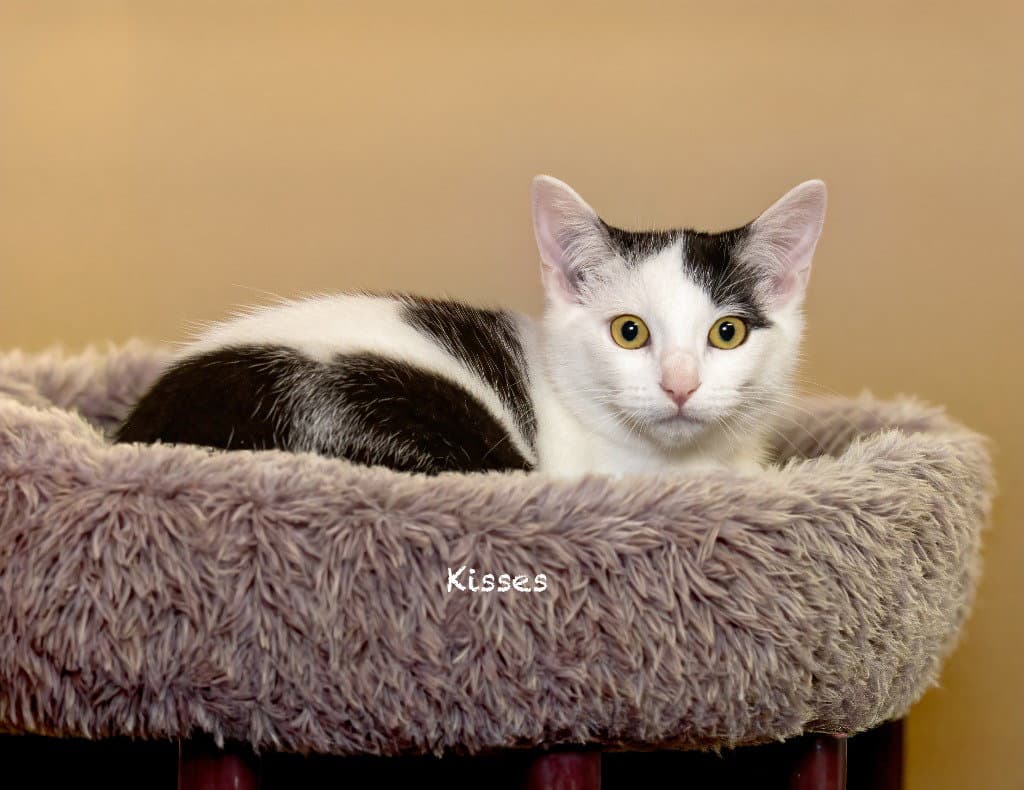 Kisses - Domestic Short Hair