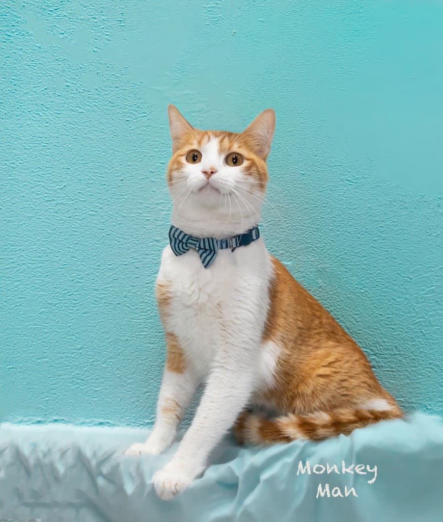 Monkey Man - Domestic Short Hair