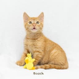 Bosch image 1