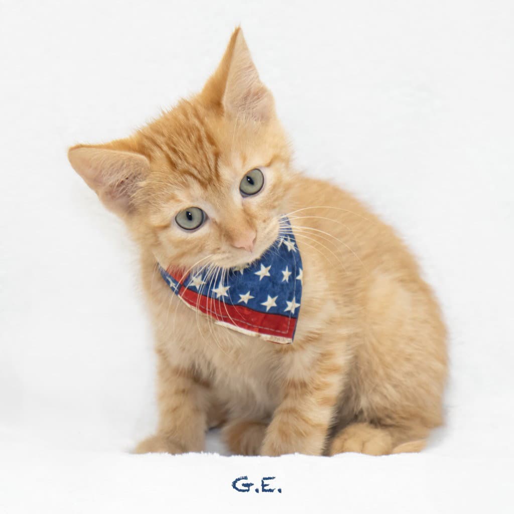 Ge - Domestic Medium Hair