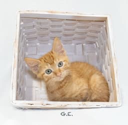 Ge image 2