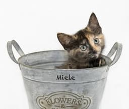 Miele image 1