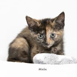 Miele image 2