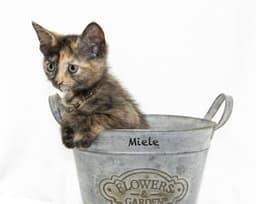 Miele image 3