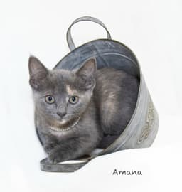 Amana image 1