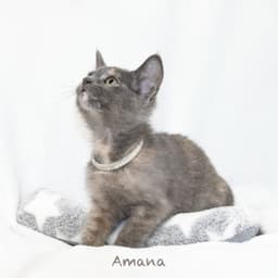 Amana image 3