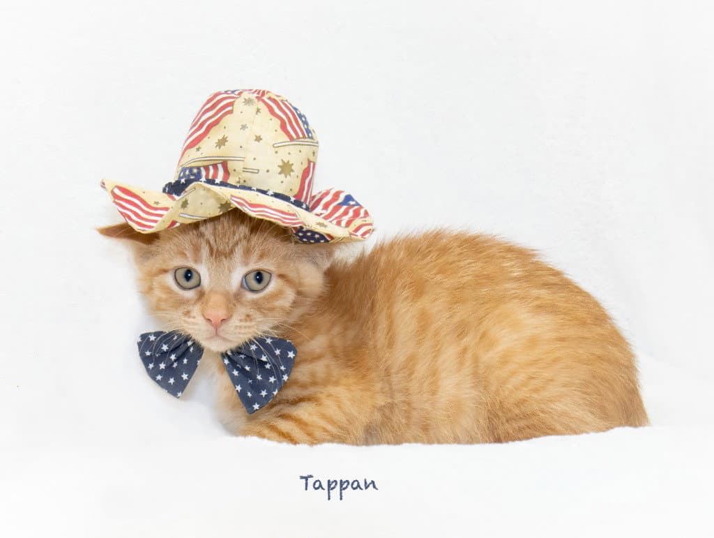 Tappan - Domestic Medium Hair