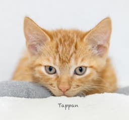 Tappan image 2