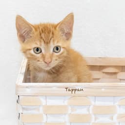 Tappan image 3