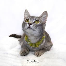 Sandra image 1