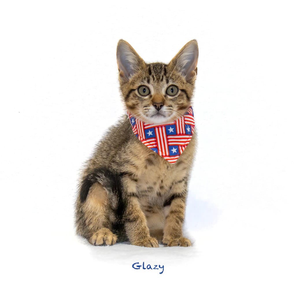 Glazy - Domestic Short Hair