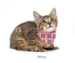 Glazy image 4