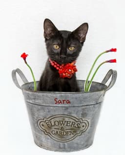 Sara image 1