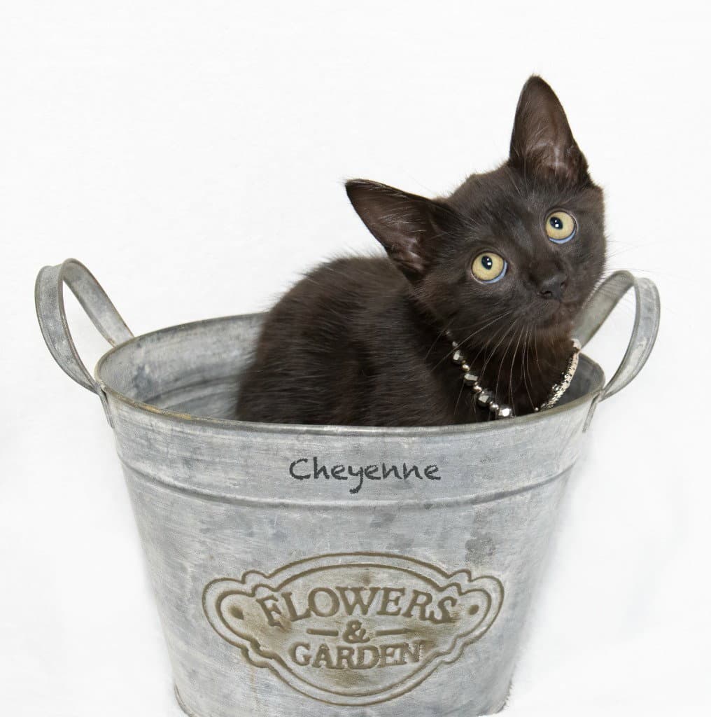 Cheyenne - Domestic Short Hair