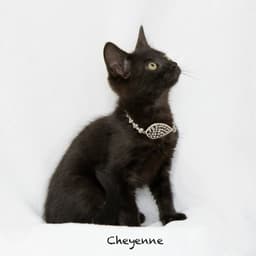 Cheyenne image 2