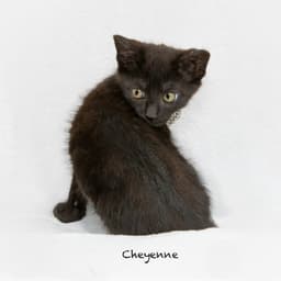 Cheyenne image 3