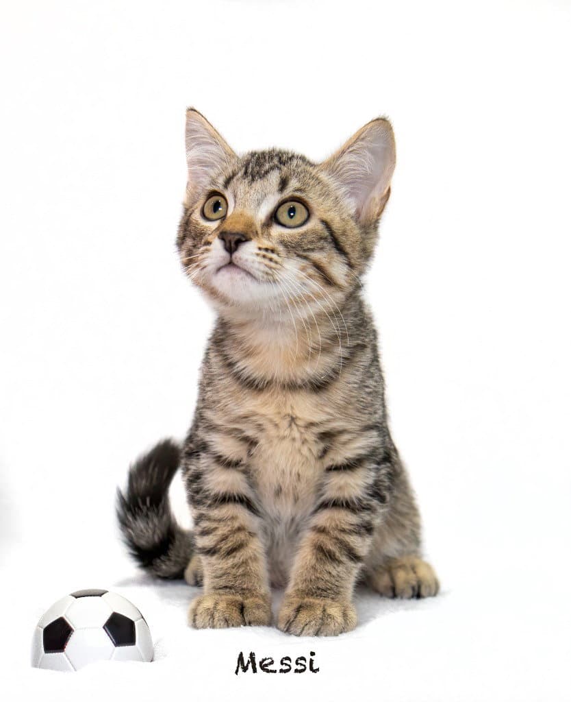 Messi - Domestic Short Hair