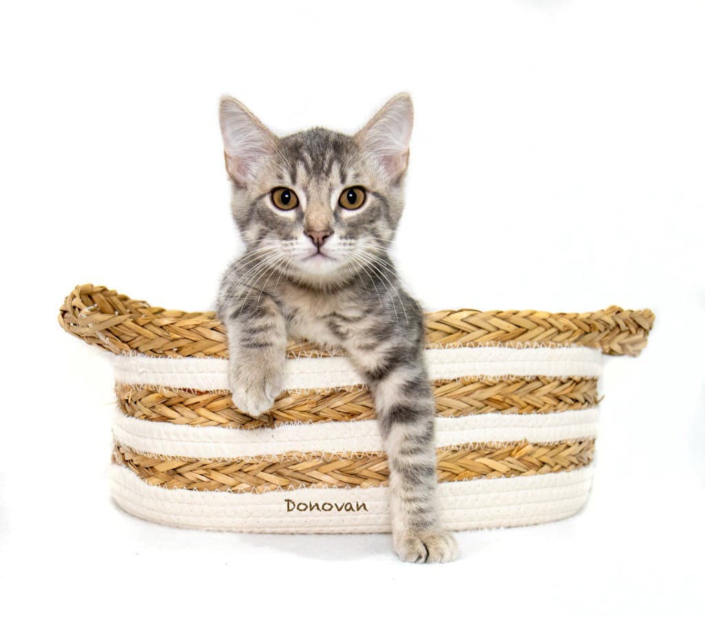 Donovan - Domestic Short Hair